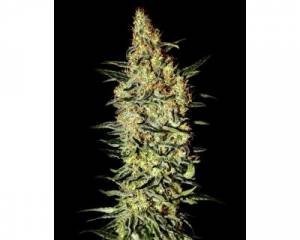 Neville's Haze (Greenhouse) feminized