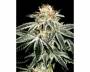 White Widow (Greenhouse) feminized