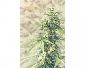 Saga CBD (Super Strains) feminized