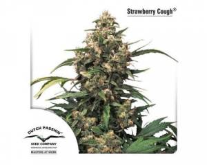 Strawberry Cough (Dutch Passion) feminized