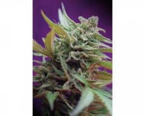 Black Jack Auto (Sweet Seeds) feminized