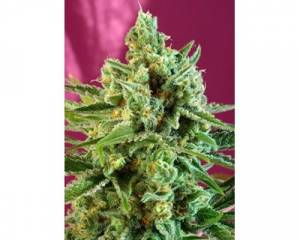 S.A.D. CBD (Sweet Seeds) feminized