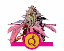 Purple Queen (RQS) feminized