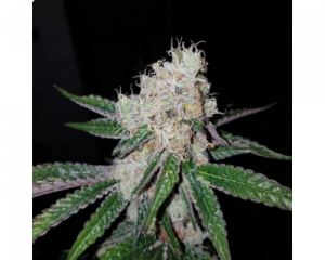 Crumbled Lime (Karma Squad) regular