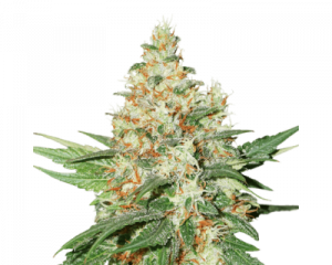 O.G. Kush (Seedstockers) feminized