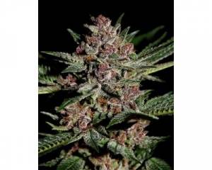 Bubba Kush (Greenhouse) feminized