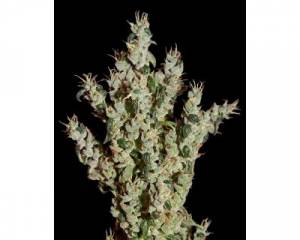 NL5 Haze Mist (Greenhouse) feminized