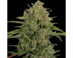 Triple Cheese (Barney's Farm) feminized