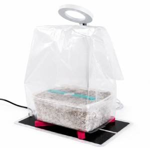 Mushroom Grow Light - Mondo Europe