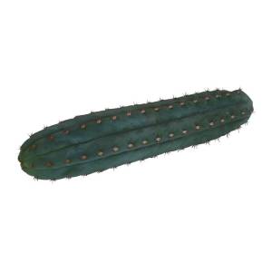 San Pedro cutting Pachanoi 25 - 29 cm 1 piece