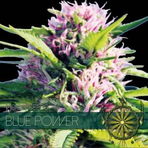 Blue Power 5 seeds