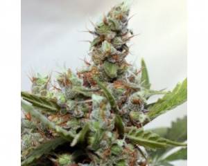 CBD Blue Shark (Barney's Farm) feminized