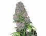 Purple Bud (White Label) feminized