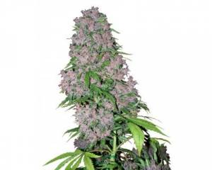 Purple Bud (White Label) feminized