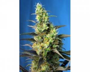 Ice Cool CBD (Sweet Seeds) feminized