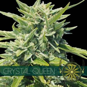 Crystal Queen 3 seeds