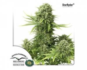 StarRyder Auto (Dutch Passion) feminized