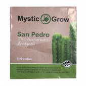 San Pedro Bridgesii Cactus Seeds 100 seeds