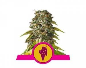 Cookies Gelato (Royal Queen Seeds) feminized