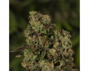 OG Reek'n (Devil's Harvest) feminized