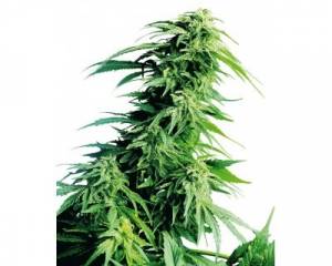 Hindu Kush (Sensi Seeds) feminized