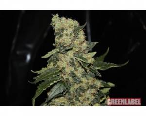 Berry Delight (GreenLabel) feminized
