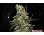 Berry Delight (GreenLabel) feminized