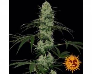 Tangerine Dream Auto (Barney's Farm) feminized