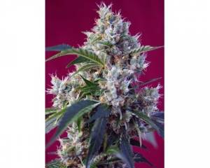 Indigo Berry Kush (Sweet Seeds) feminized