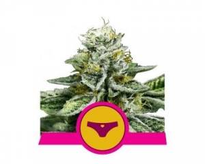 Sherbet Queen (Royal Queen Seeds) feminized