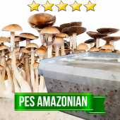 Pes Amazonian Magic Mushroom Grow box - 1200cc