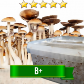 B+ Magic Mushroom Grow kit - 1200cc