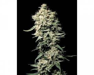 White Rhino (Greenhouse) feminized