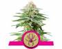 White Widow (Royal Queen Seeds) feminized