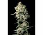White Rhino (Greenhouse) feminized