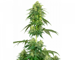Strawberry Kush (White Label) feminized