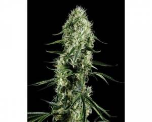 Super Silver Haze (Greenhouse) feminized