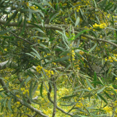 Acacia Confusa 10 seeds (acacia petit feuille)