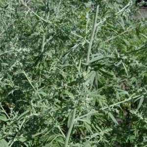 Artemisia Absinthium (Wormwood) 20 Seeds