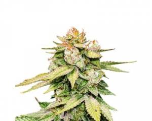 Gorilla Glue Auto (Seedstockers)