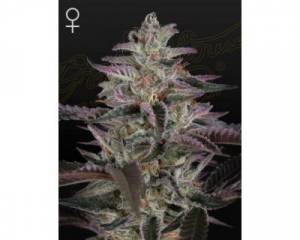 Banana Krumble (Green House) feminized