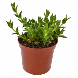 Kanna plant - Sceletium tortuosum 8.5cm)