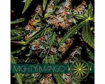 Mighty Mango Bud (Vision Seeds) feminized