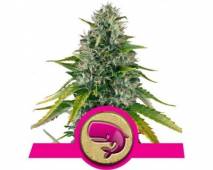 Royal Moby (Royal Queen Seeds) feminized