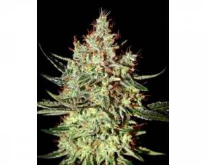 K-Train (Greenhouse) feminized